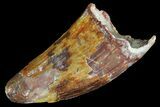 Cretaceous Fossil Crocodile Tooth - Morocco #72789-1